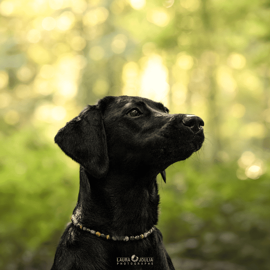 Collier Confiance pour chien – Courage & protection émotionnelle