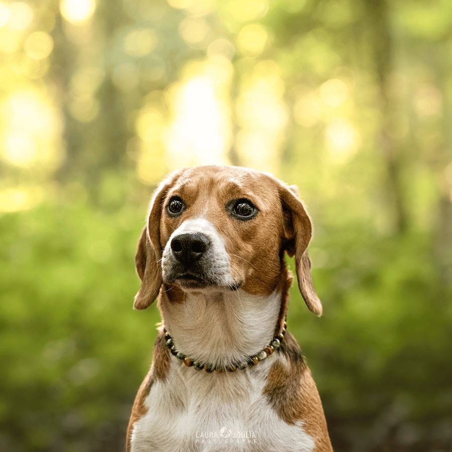 Collier Courage pour chien – Confiance & protection émotionnelle