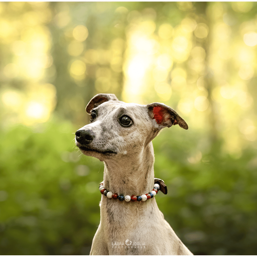 Collier Équilibre pour chien – Calme & recentrage naturel