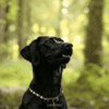 collier energetique chien focus labrador collier energetique chien focus labrador