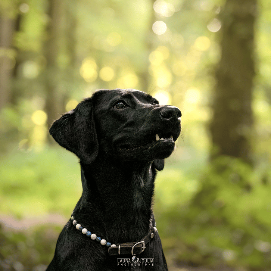 Collier Focus pour chien – Concentration & apaisement mental