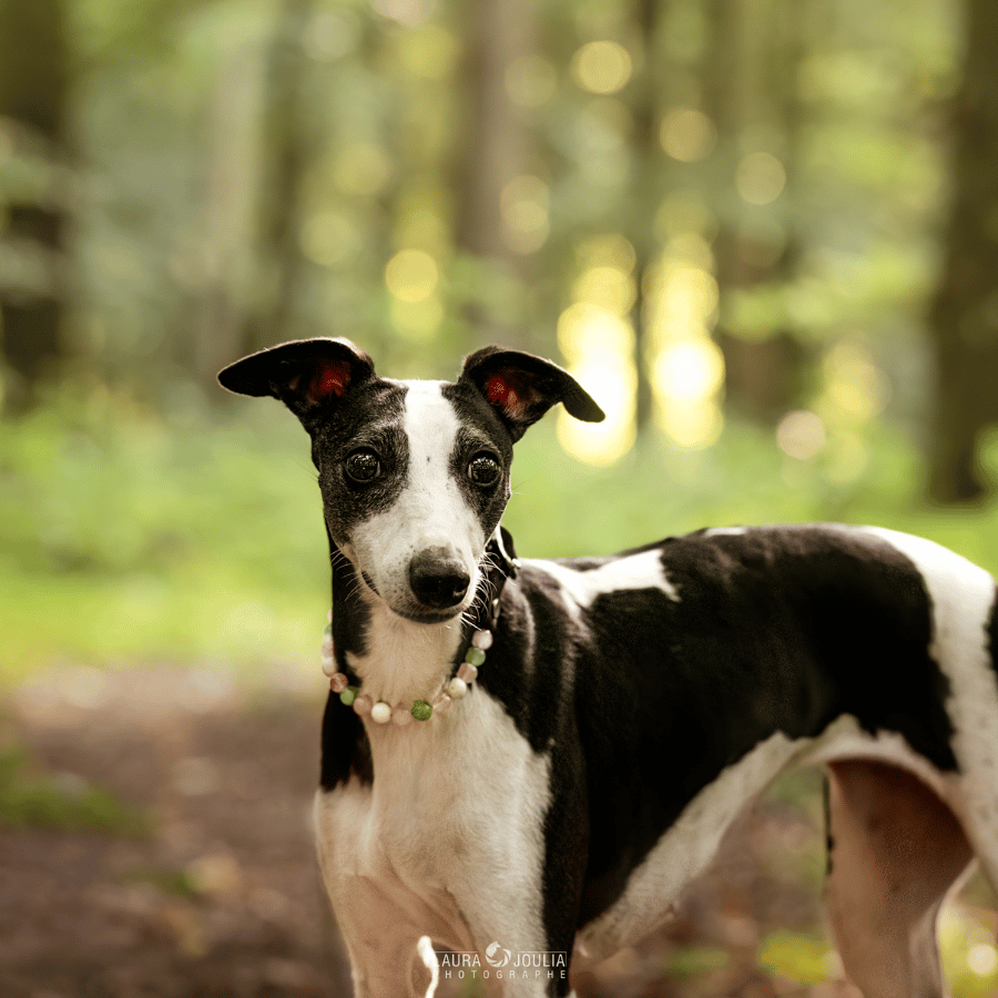 Collier Lien pour chien – Anxiété de séparation & réconfort affectif