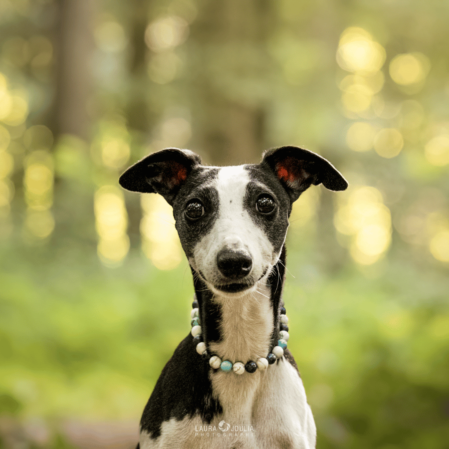 Collier Sérénité pour chien – Hyperactivité & agitation mentale