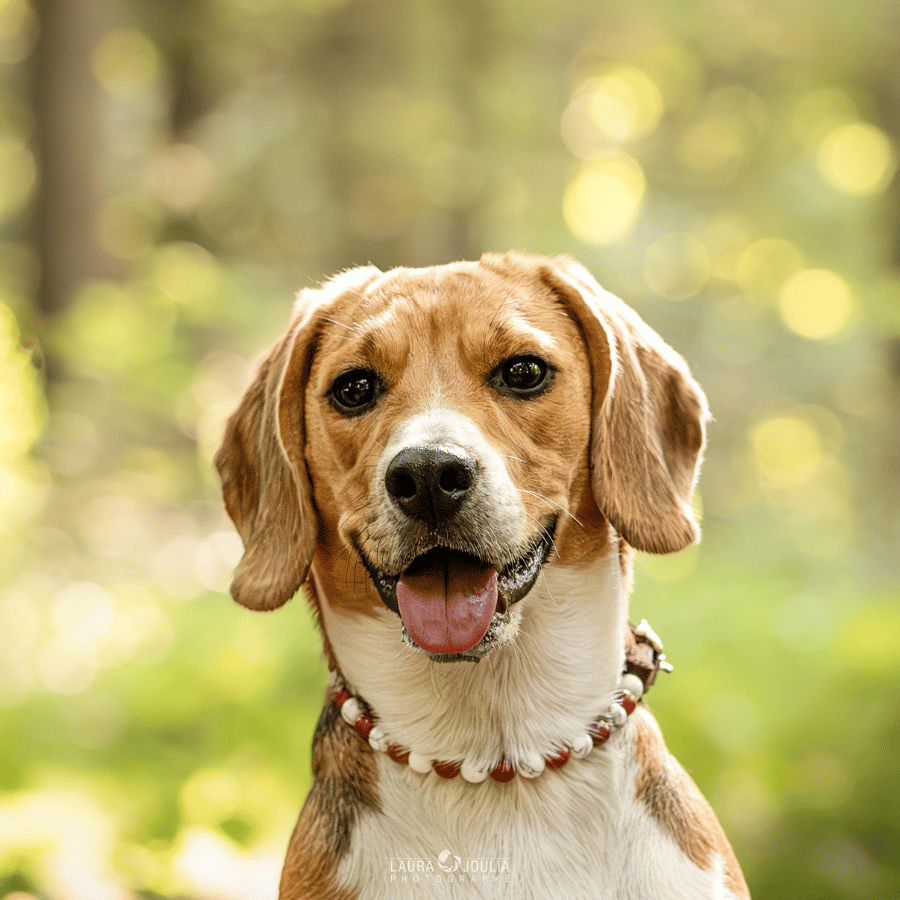 Collier STABILITÉ – Pour chien agité ou impulsif