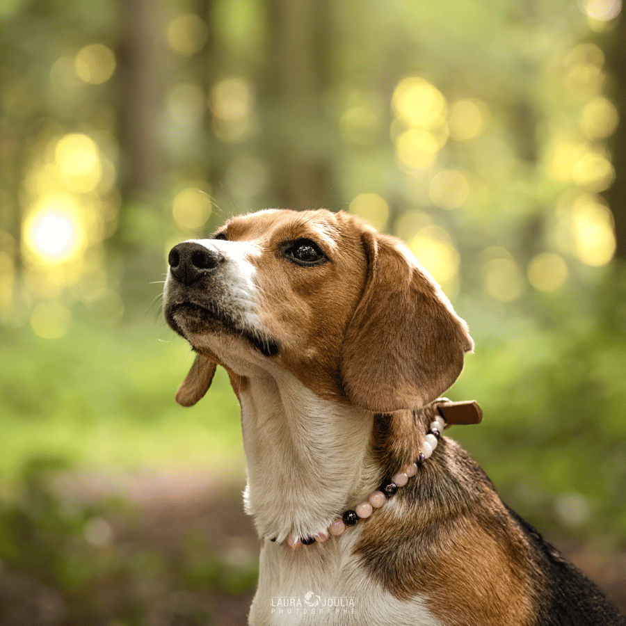 Collier Tendresse pour chien – Anti-stress & douceur pour chiots