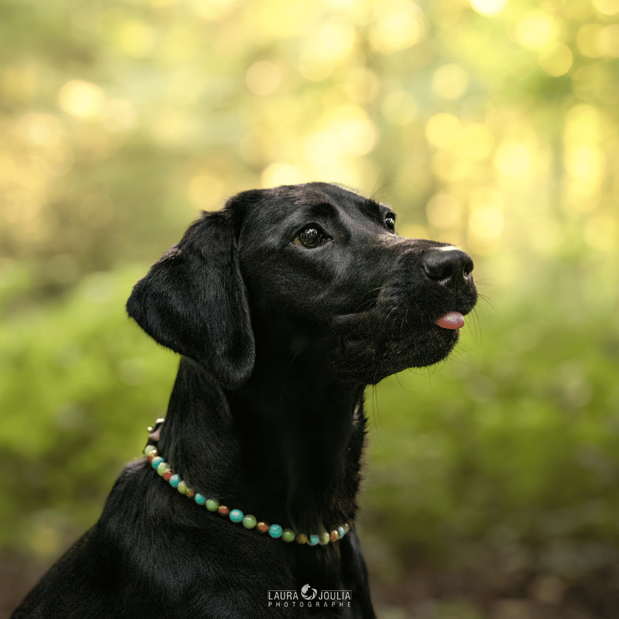 Collier Vitalité pour chien – Arthrose & confort des chiens âgés