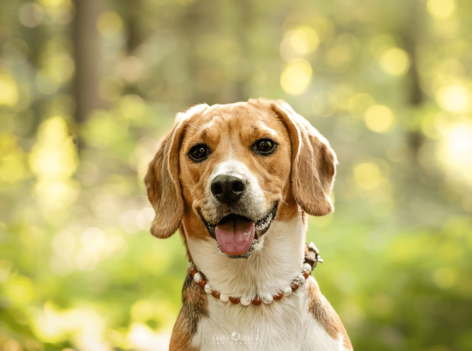 Comment fonctionnent les colliers énergétiques pour chien ?