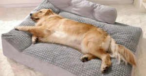 Arthrose et dysplasie chez le chien : comment choisir le bon couchage ?