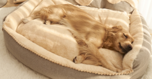 Comment choisir un panier XXL durable et confortable pour votre grand chien ?