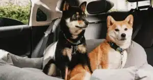 Chien en voiture : Que dit la loi et comment voyager en toute sécurité ?
