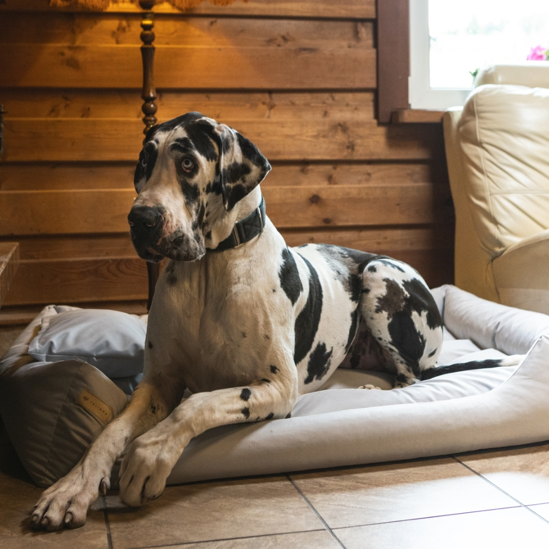 panier grand chien XXL x cm imperméable déhoussable dogue