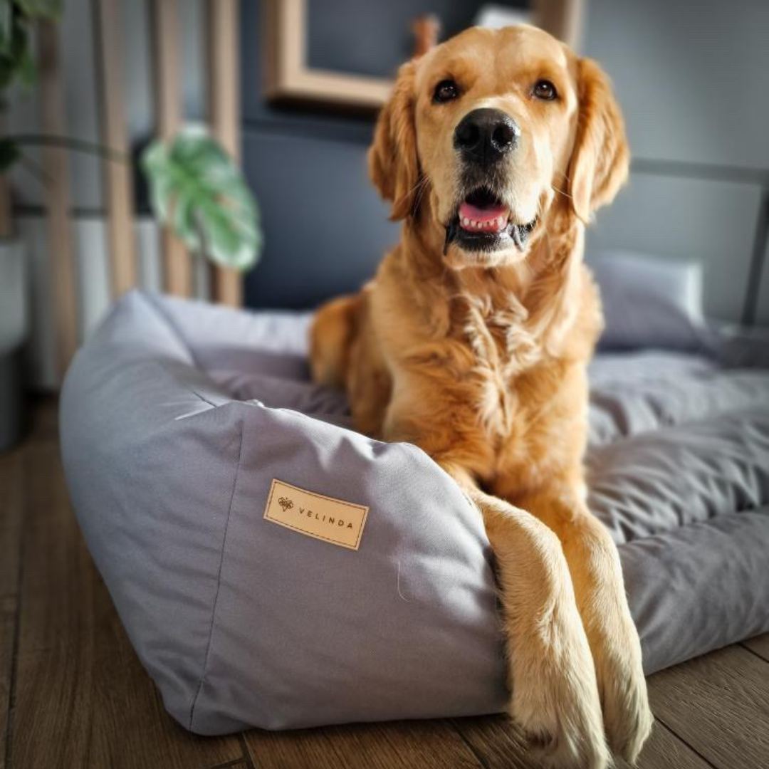 panier grand chien XXL x cm imperméable déhoussable golden