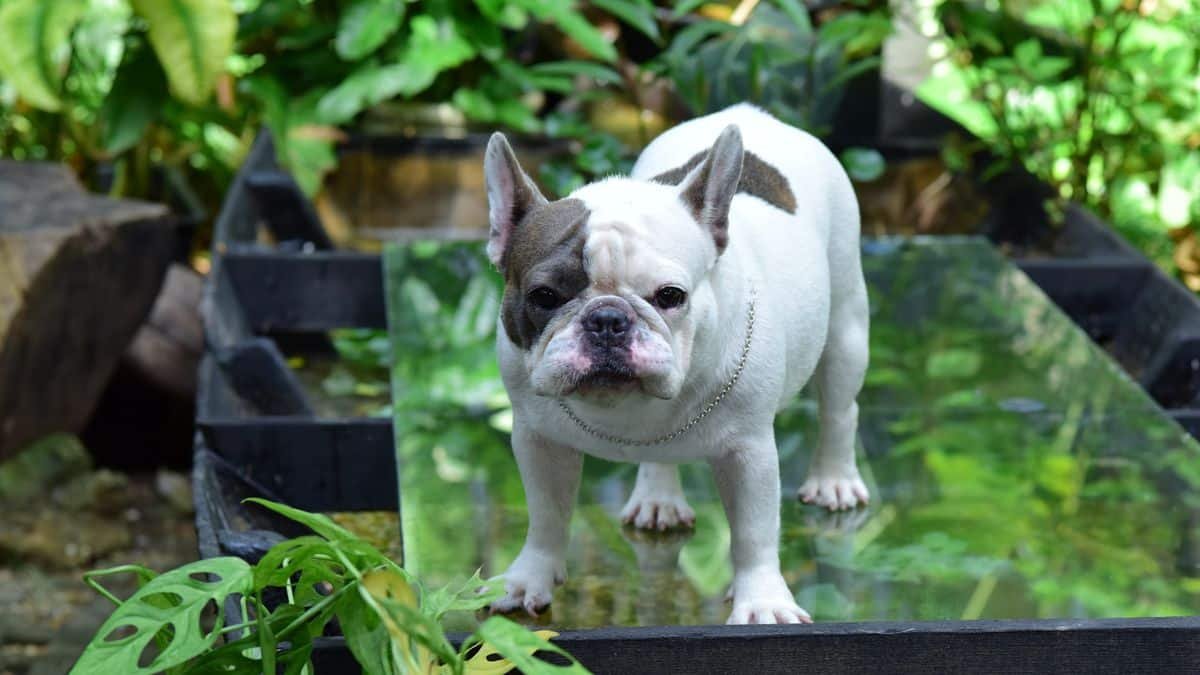Bouledogue français debout dans un jardin, poitrail large visible
