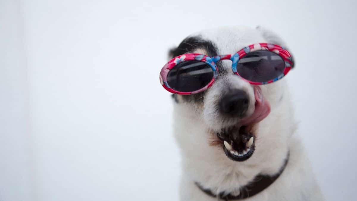 Chien appuyant sa tête sur le rebord surélevé de son canapé pour chien