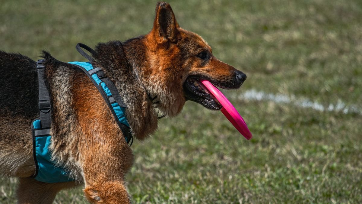 Chien marchant en harnais, sangles visibles sur le poitrail