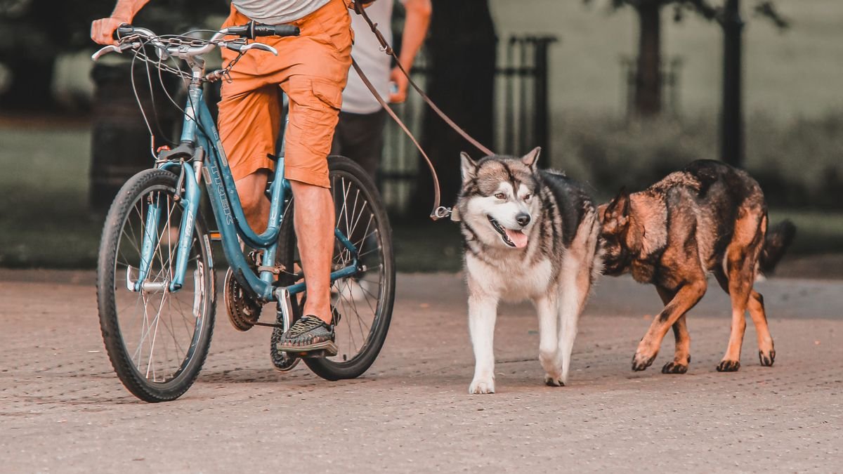 Chien accompagnant un cycliste sur un trottoir en ville