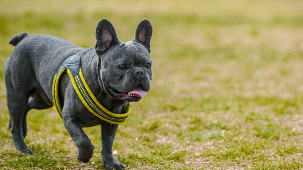 Bouledogue français en promenade équipé pour la marche en laisse