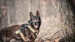 Chien de grande taille équipé d un harnais robuste en forêt