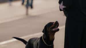 Chien en laisse portant son collier lors d'une promenade urbaine