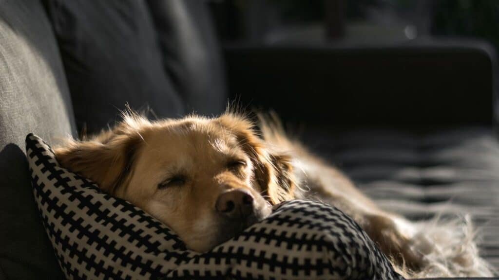 Chien allonge sur un coussin resistant a l interieur