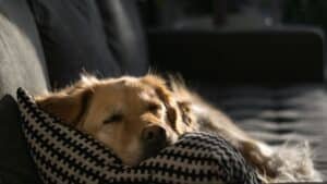 Chien allonge sur un coussin resistant a l interieur