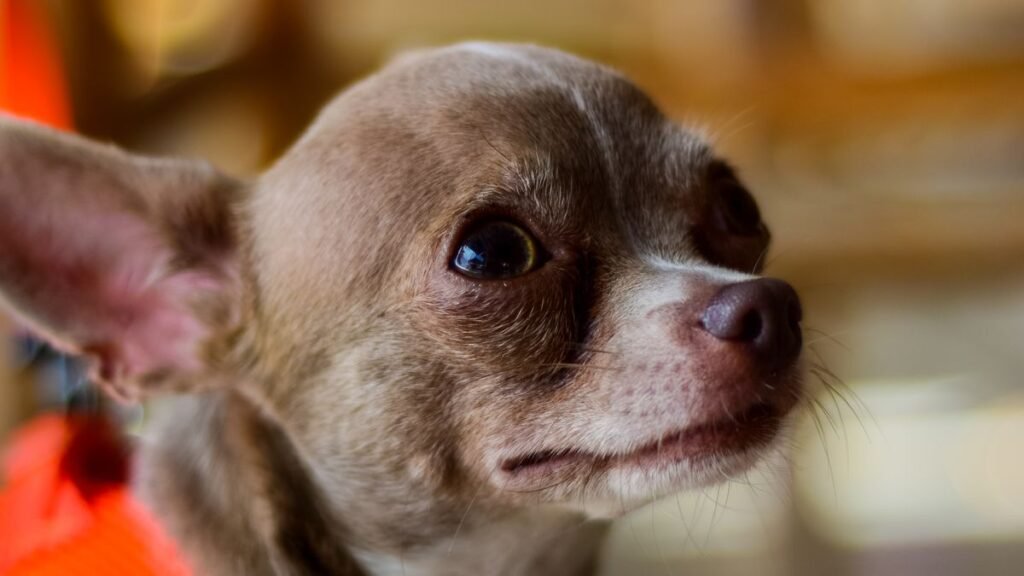 Chihuahua portant un harnais ajusté