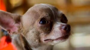 Chihuahua portant un harnais ajusté